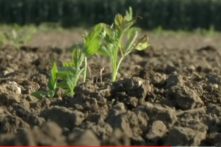 Trung Quốc: Bùng phát virus, người dân hết lương thực do bị phong tỏa