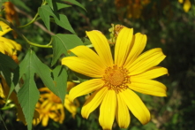 Câu chuyện trồng hoa