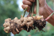 Bí quyết làm mềm thịt trong công thức sốt Teriyaki của cô Mary Hunt