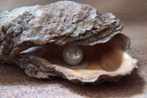 Gửi thế hệ tương lai: Khi hạt cát biến mình thành ngọc trai