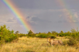 sư tử dưới ánh cầu vồng