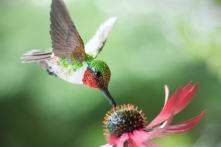 chú chim giấy thủ công sống động