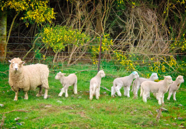 Chuyến thăm đất nước Tân Tây Lan xinh đẹp và trù phú