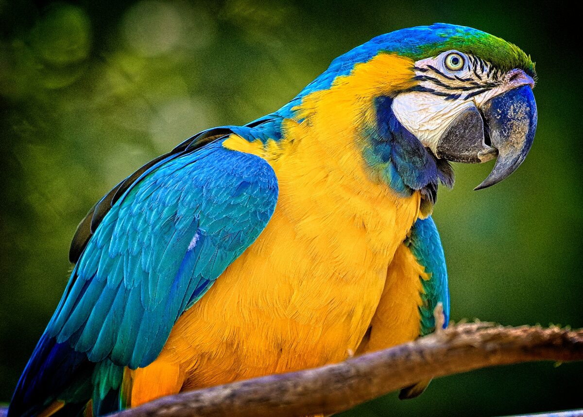 Vườn Chim Sylvan Heights