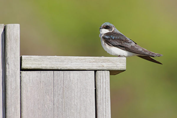 Nhân sinh cảm ngộ: Chú chim nhỏ mắc kẹt trong hành lang