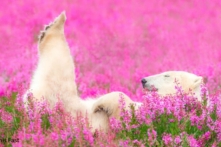 Mùa hè của gấu Bắc cực