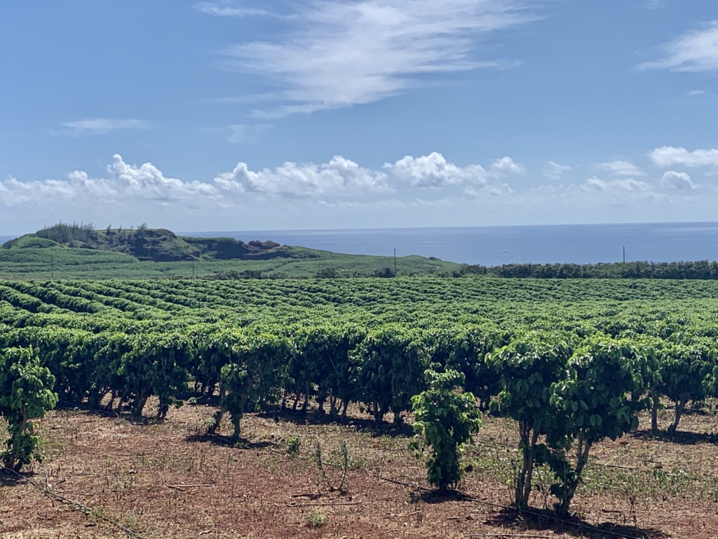Hơn 4 triệu cây café của Công Ty Kauai Coffee hưởng lợi ích từ vùng đất núi lửa giàu dưỡng chất và những làn gió mậu dịch*. (Ảnh: Janna Graber)