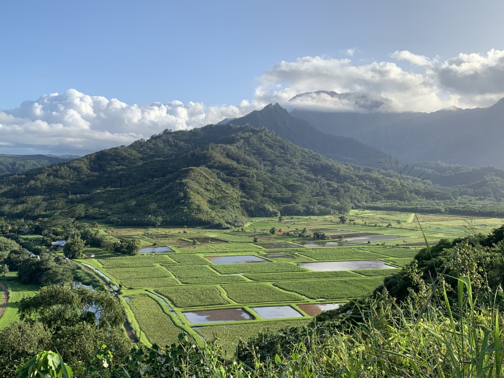 Những cánh đồng khoai môn ở Thung Lũng Hanalei. (Ảnh: Janna Graber)