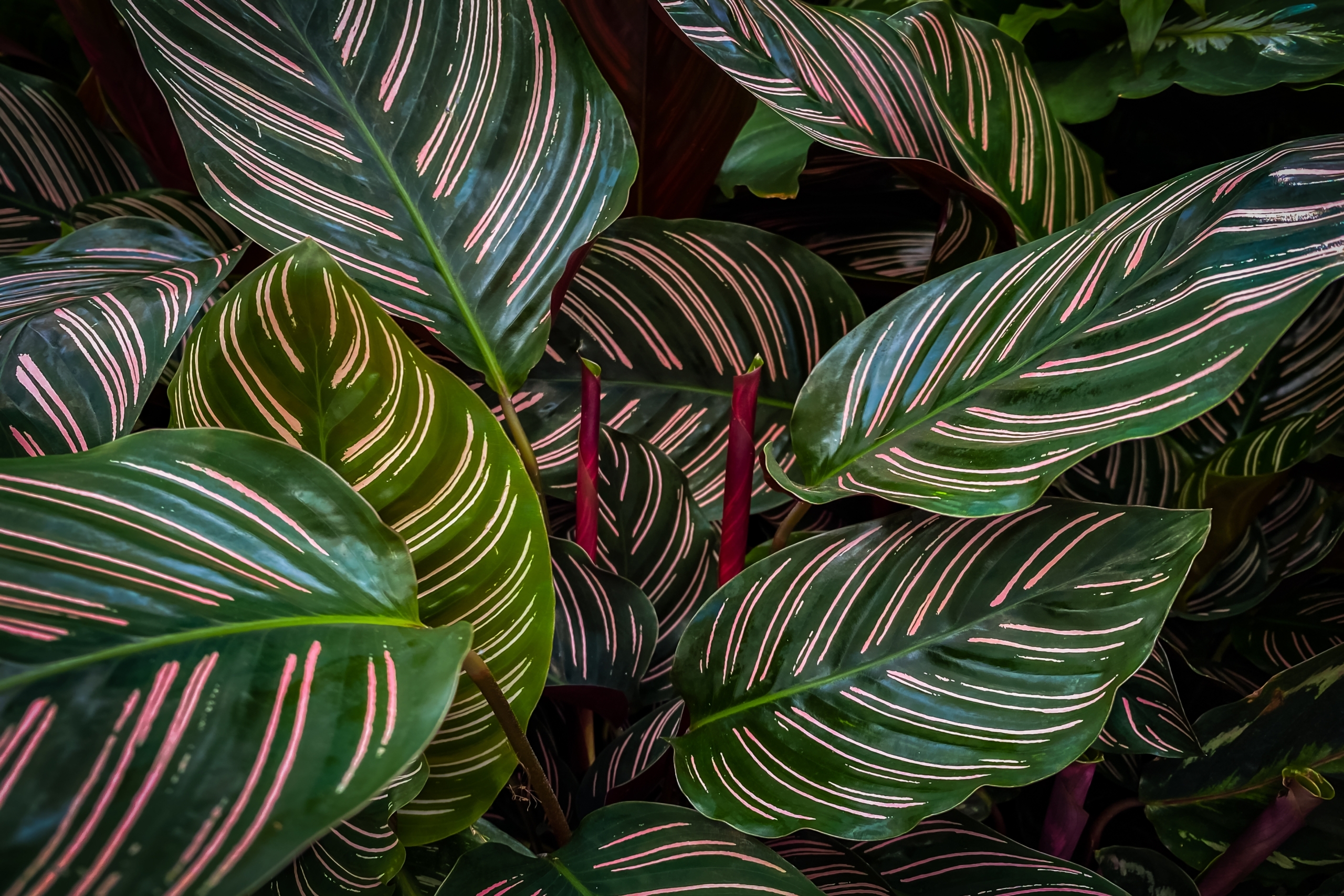 Điểm độc đáo của cây Đuôi công sọc là lá của nó sẽ đóng mở tùy theo cường độ ánh sáng mạnh hay yếu. (Ảnh: Shutterstock)