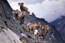 Tác phẩm “Trên Các Tầng Mây,” khoảng năm 1940, họa sĩ Carl Rungius (người Đức, 1869 – 1959). Tranh sơn dầu trên vải canvas. Kích thước: 30 inch x 40 inch (khoảng 760 mm x 1000 mm). Bộ sưu tập JKM, Bảo Tàng Động Vật Hoang Dã Quốc Gia. (Ảnh: Bản quyền của họa sĩ Carl Rungius)