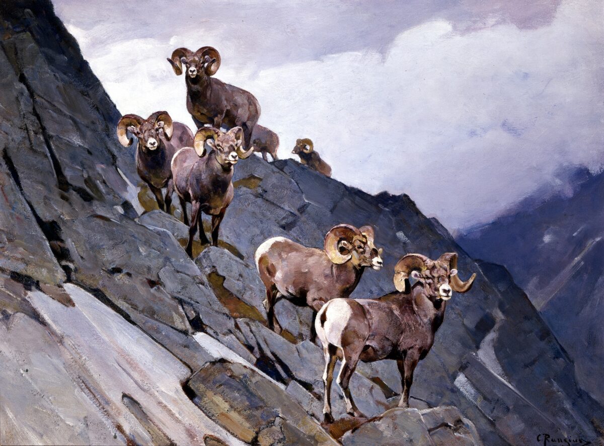 Tác phẩm “Trên Các Tầng Mây,” khoảng năm 1940, họa sĩ Carl Rungius (người Đức, 1869 – 1959). Tranh sơn dầu trên vải canvas. Kích thước: 30 inch x 40 inch (khoảng 760 mm x 1000 mm). Bộ sưu tập JKM, Bảo Tàng Động Vật Hoang Dã Quốc Gia. (Ảnh: Bản quyền của họa sĩ Carl Rungius)