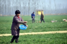 Nông dân Trung Quốc làm việc trên một cánh đồng lúa mì ở huyện Trì Bình, tỉnh Sơn Đông, Trung Quốc, vào ngày 15/03/2017. (Ảnh: STR/AFP/Getty Images)