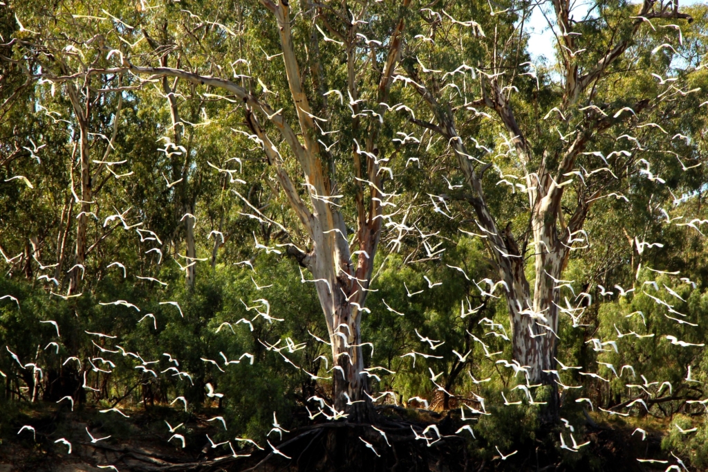 “RỪNG CORELLA.” (Ảnh: Đăng dưới sự cho phép của anh Christian Spencer)