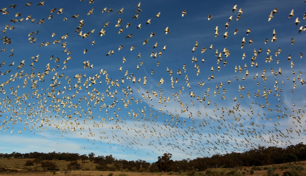 “MỘT TRỜI CORELLA.” (Ảnh: Đăng dưới sự cho phép của anh Christian Spencer)