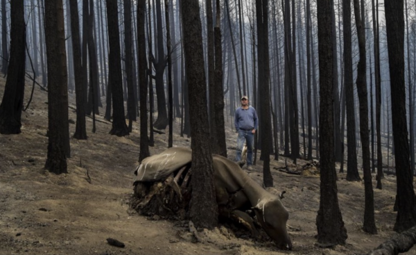 Hội đồng Đất đai Hoa Kỳ có trụ sở tại Utah cho rằng việc cho phép các khu rừng tích tụ cây bụi đang gây ra những vụ cháy thảm khốc, sát hại hàng triệu động vật và phá hủy môi trường sống trong nhiều thập niên. (Ảnh: Đăng dưới sự cho phép của Hội đồng Đất đai Hoa Kỳ)