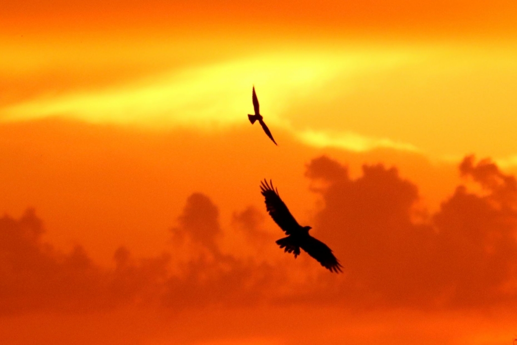 “TỰ DO.” (Ảnh: Đăng dưới sự cho phép của anh Christian Spencer)