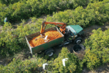 Nhìn từ trên cao, một máy xúc trái cây đang thu hoạch cam tại một khu rừng ở Fort Meade, Florida, hôm 01/02/2022. (Ảnh: Joe Raedle/Getty Images)