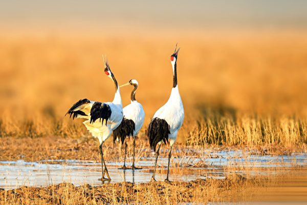 Câu chuyện dân gian “Tiên hạc báo ân” là một câu chuyện truyền thuyết nổi tiếng ở Nhật Bản. (Ảnh: Shutterstock)