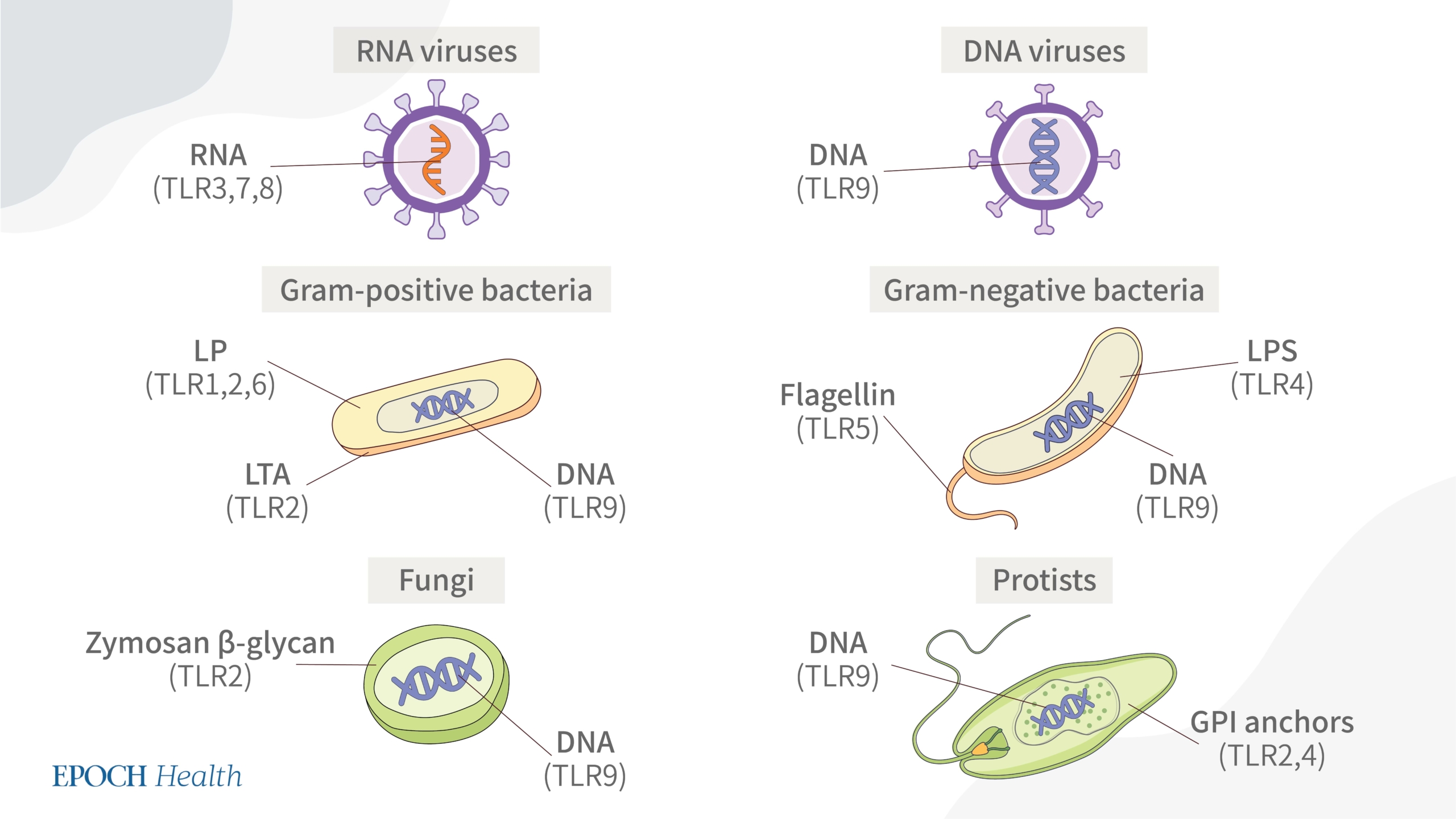 Các loại TLR khác nhau xác định các loại phối tử tự nhiên khác nhau từ mầm bệnh. (Ảnh: The Epoch Times)