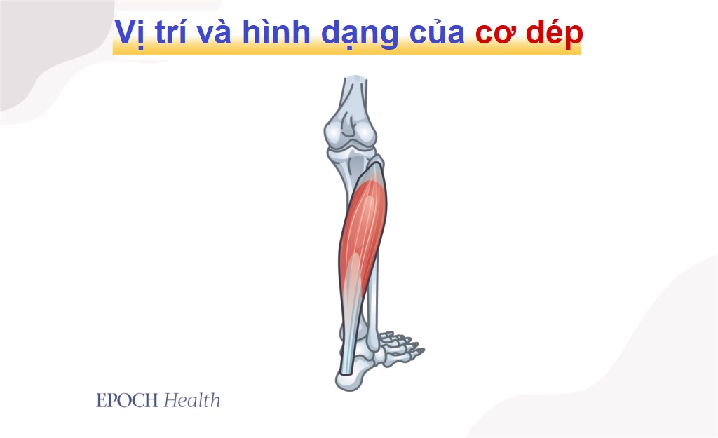 Bài tập ngồi đơn giản giúp giảm lượng đường và lipid máu