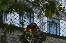 Một binh sĩ Quân đội Giải phóng Nhân dân Trung Quốc (PLA) sử dụng ống nhòm cạnh hàng rào bao quanh doanh trại PLA đồn trú tại Hồng Kông vào ngày 17/11/2019. (Ảnh: Philip Fong/AFP qua Getty Images)