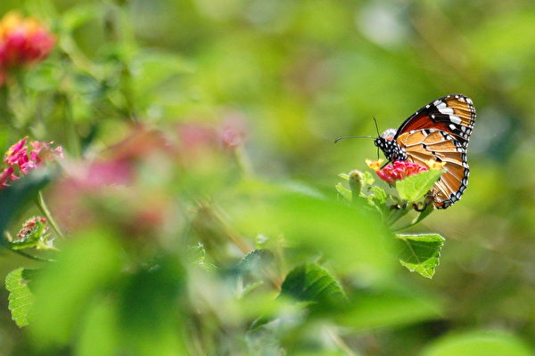 “Nhân ái” là mỹ đức truyền thống, yêu thương và chia sẻ giữa mọi người với nhau có thể khiến bản thân vui vẻ và hạnh phúc. (Ảnh: Vương Gia Ích / Epoch Times)