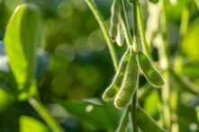 Hình ảnh những quả đậu nành trên cành cây. (Shutterstock)