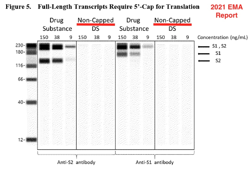 Pfizer cố tình cho phép các thành phần nguy hiểm trong vaccine (Phần 1)