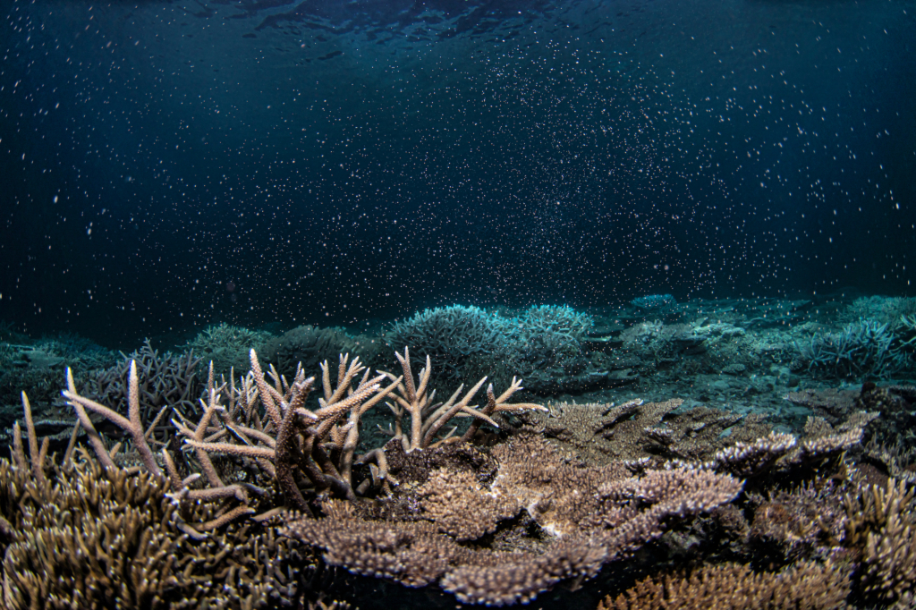 Những rạn san hô ngoài khơi Okinawa, Nhật Bản, sinh sản trong thời gian trăng tròn. (Ảnh: Được sự cho phép của nhiếp ảnh Ishino Shota)
