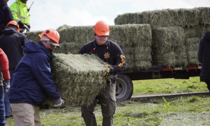 California: ‘Chiến dịch Thả Cỏ khô’ cung cấp thức ăn cho những con bò đói vì bị mắc kẹt trong tuyết