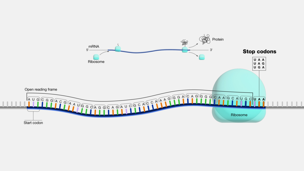 Quá trình dịch mã mARN thành protein và vai trò của codon kết thúc. (Ảnh: Được phép của National Human Genome Research Institute)