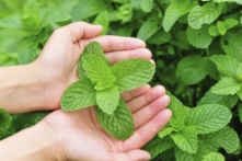 Cây bạc hà (Ảnh: lzf/iStock)