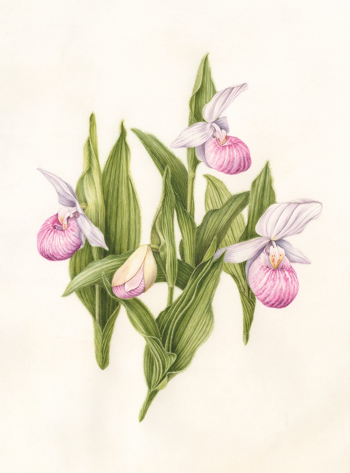 Tranh minh họa “Hoa Lan Hài (Cypripedium reginae)” của họa sĩ Linda Powers, năm 2017. Tranh màu nước trên giấy da thuộc, kích cỡ 13 ½ inch x 10 ½ inch. (Ảnh: Linda Powers)