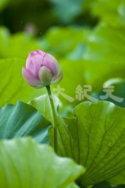 Hạm đạm, là chỉ nụ hoa sen khi chưa nở. (Ảnh: Tào Cảnh Triết/Epoch Times)