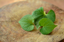 Rau Diếp cá là một vị thuốc Trung y thường được sử dụng, có thể gọi là chất kháng sinh tự nhiên, có tác dụng kháng khuẩn tiêu viêm, thanh nhiệt giải độc, tiêu phù lợi tiểu. (Ảnh: Shutterstock)