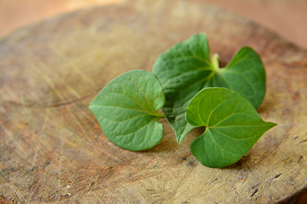 Rau Diếp cá là một vị thuốc Trung y thường được sử dụng, có thể gọi là chất kháng sinh tự nhiên, có tác dụng kháng khuẩn tiêu viêm, thanh nhiệt giải độc, tiêu phù lợi tiểu. (Ảnh: Shutterstock)