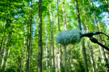 Nghiên cứu mới: Thực vật có thể nói chuyện ở tần số con người không nghe thấy