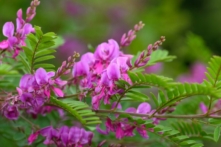 Indirubin là một sản phẩm tự nhiên có trong cây chàm và là thành phần hoạt chất của Trung y Dang Gui Long Hui Wan, được sử dụng để điều trị các bệnh kinh niên. Trong ảnh, một cây chàm Himalaya nở hoa. (Ảnh: Tom Meaker/Shutterstock)