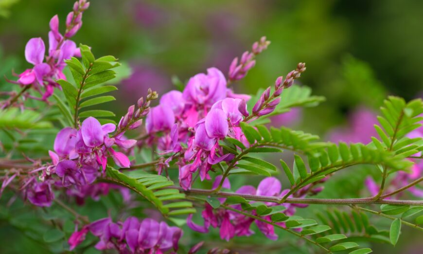 Indirubin là một sản phẩm tự nhiên có trong cây chàm và là thành phần hoạt chất của Trung y Dang Gui Long Hui Wan, được sử dụng để điều trị các bệnh kinh niên. Trong ảnh, một cây chàm Himalaya nở hoa. (Ảnh: Tom Meaker/Shutterstock)