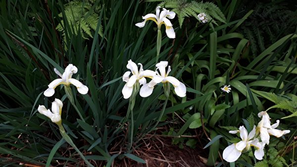 Hoa Xương Bồ màu trắng. (Ảnh: Dung Nãi Gia/Epoch Times)