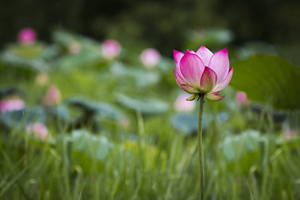 Nhân sinh cảm ngộ: Nội tâm bình lặng