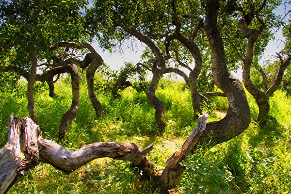 Những cây bạch dương cong queo kỳ lạ thu hút du khách đến tham quan