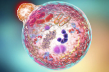 Nhịn ăn có thể thiết lập lại hệ miễn dịch không? (Ảnh: Kateryna Kon/Shutterstock)