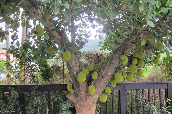 Nhân sinh cảm ngộ: Trái mít non