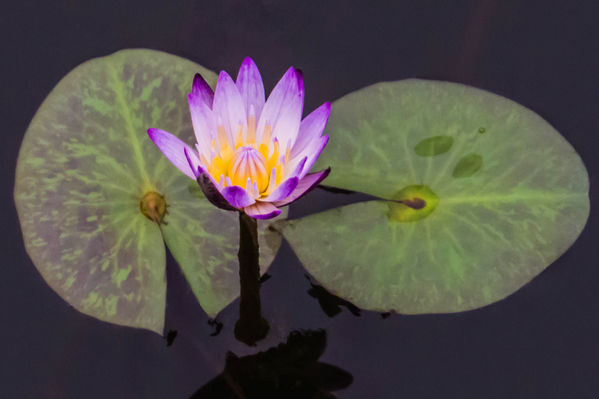 Hoa súng. (Ảnh: Vương Gia Ích/Epoch Times)