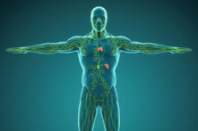 Hệ bạch huyết của con người đã được thiết kế một cách thần kỳ (Ảnh: Nerthuz/Shutterstock)