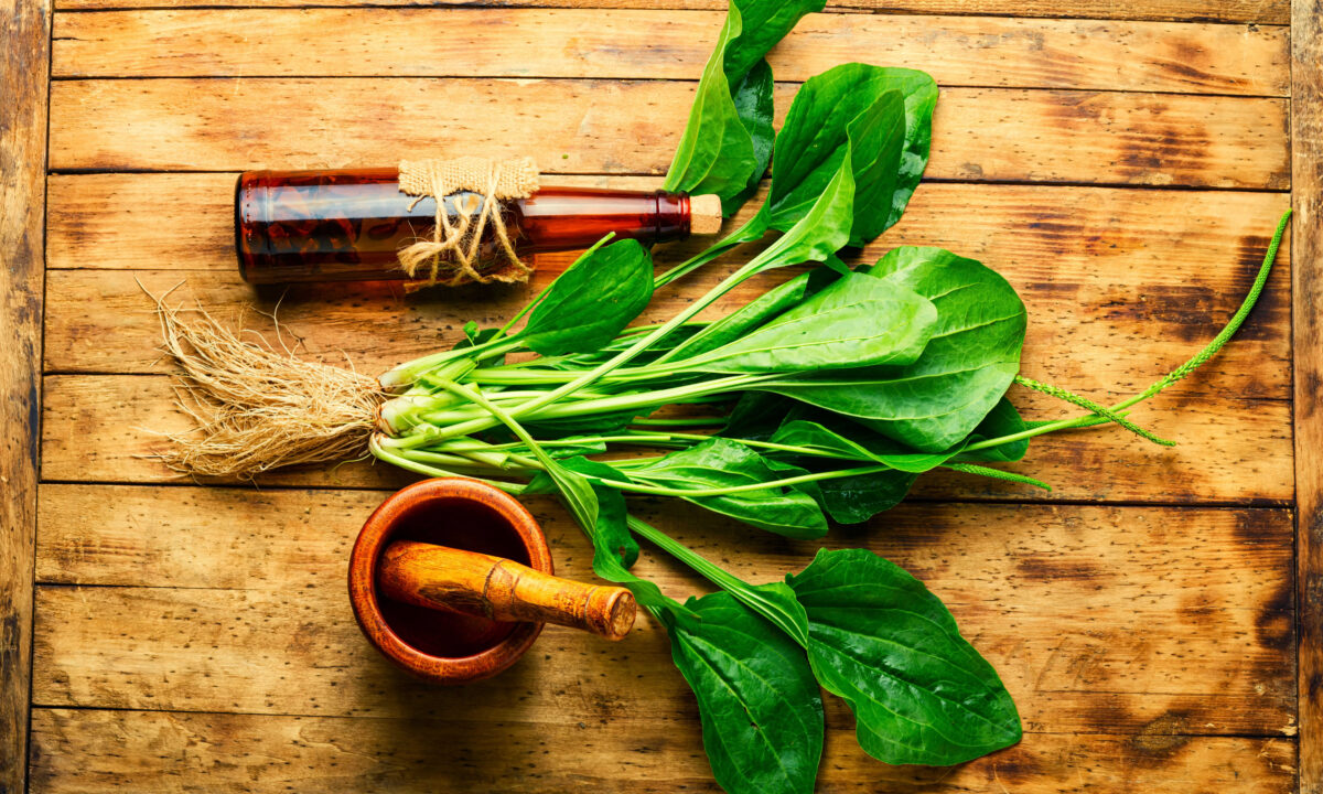 Mã đề: Thảo dược sơ cứu có tác dụng kháng sinh, kháng virus và giảm đau