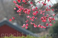 Hoa mai là một trong những yếu tố tượng trưng của văn hóa Trung Hoa. (Ảnh: Toàn Cảnh Lâm/ Epoch Times)