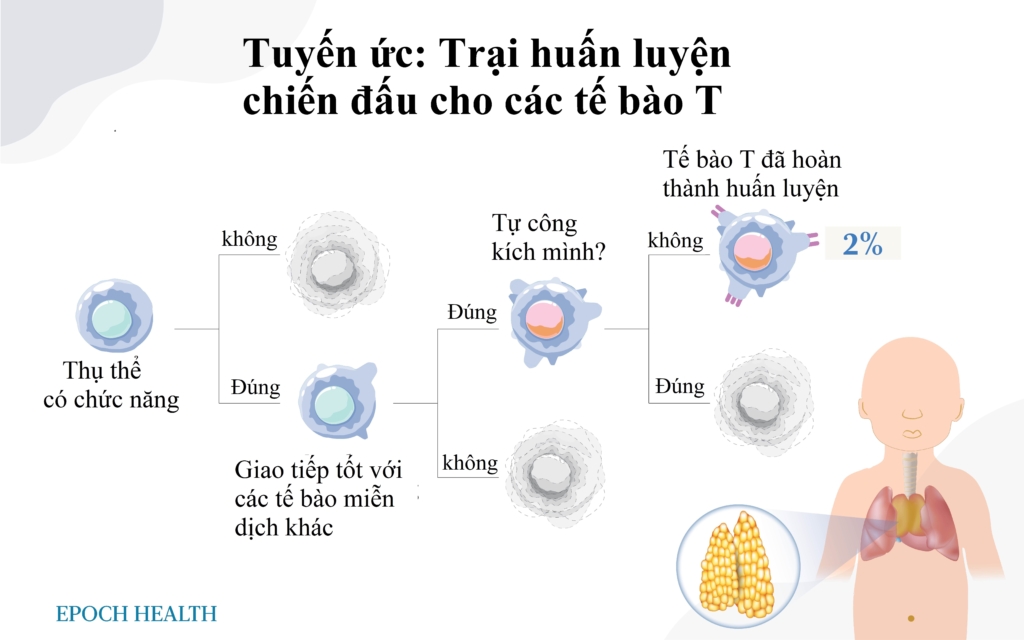 Dù teo nhỏ nhưng không vô dụng: Tuyến ức vẫn cần thiết cho sức khỏe lâu dài