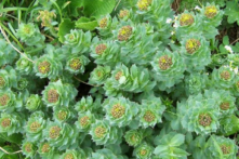 Rhodiola rosea hay còn gọi là cây Rễ vàng mọc ở dãy núi Tatra. Là loài thực vật trông giống như từ thời tiền sử, có nguồn gốc từ vùng khí hậu lạnh ở độ cao cao, cây Rễ vàng có lá dày, ngắn, giống như trầm tích mọc thành vòng quanh thân cây, giống như một chồng vương miện. Cây Rễ vàng nở rộ một vương miện hoa màu vàng ở trên cùng. (Ảnh: Opioła Jerzy/Wikimedia Commons)